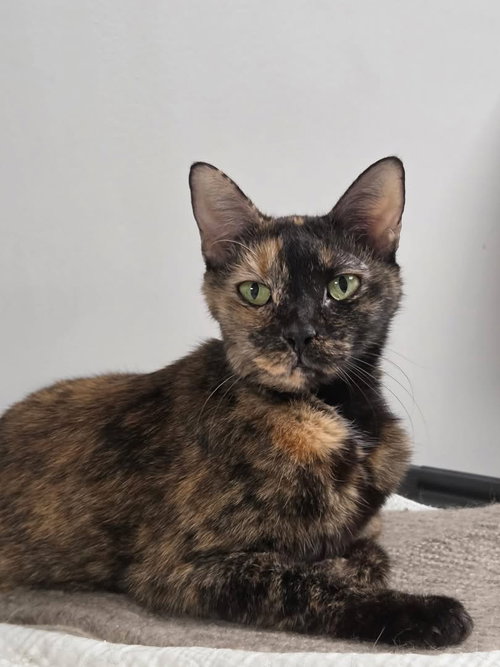Honey Mustard, Senior Domestic Short Hair / Mixed (short coat), cat for adoption in St. Cloud, Florida
