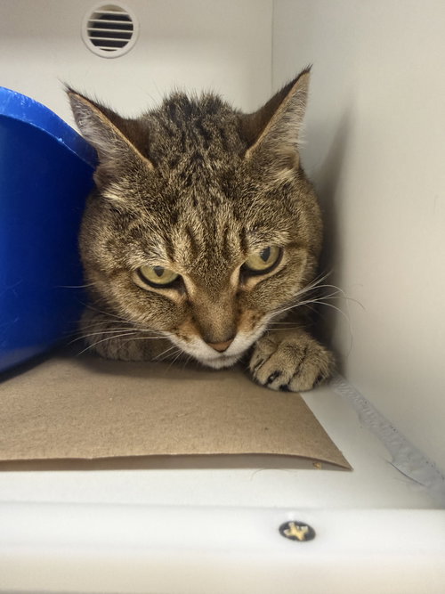 BREA - Domestic Short Hair available for adoption