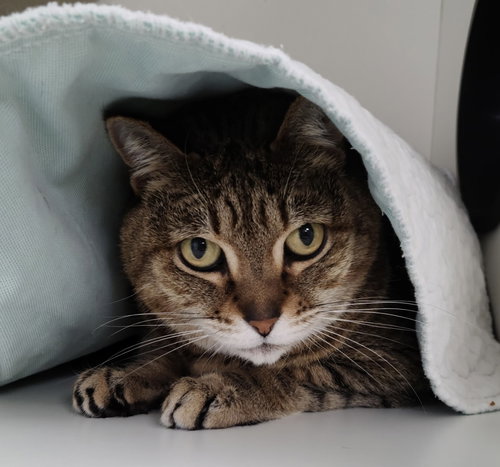 Brea, an adoptable Domestic Short Hair in Melbourne, FL
