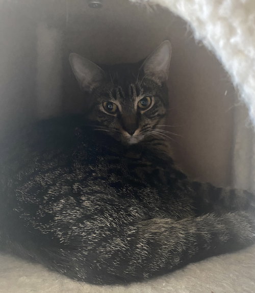 Bingo FATA, an adoptable Domestic Short Hair in Melbourne, FL