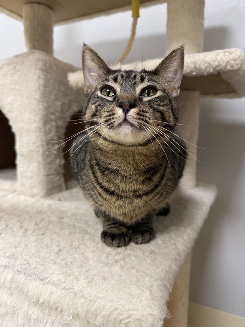 Bingo FATA, Young Domestic Short Hair / Mixed (short coat), cat for adoption in St. Cloud, Florida