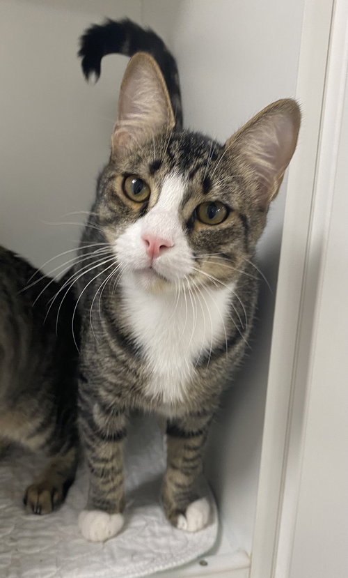 Marshal Mathers, Adult Domestic Short Hair / Mixed (short coat), cat for adoption in St. Cloud, Florida