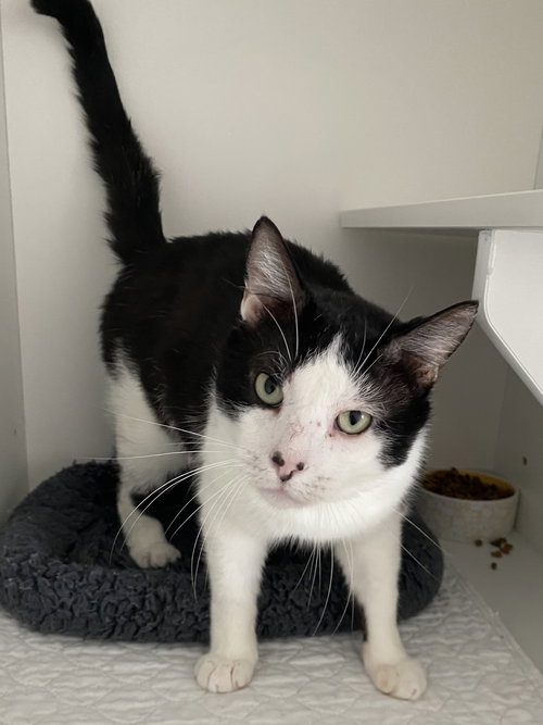 King, Domestic Short Hair / Mixed, cat for adoption in St. Cloud, Florida