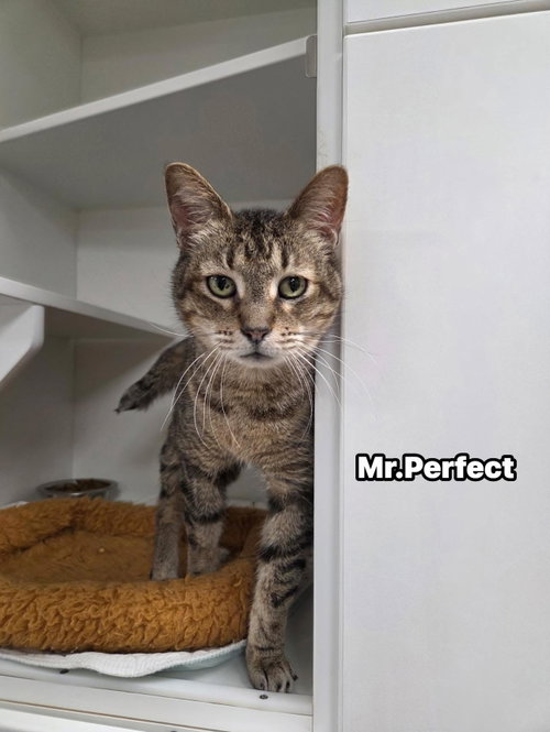 Mr. Perfect, an adoptable Domestic Short Hair in Melbourne, FL
