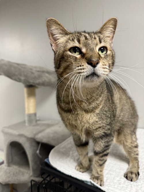 Mr. Perfect, Senior Domestic Short Hair / Mixed, cat for adoption in St. Cloud, Florida