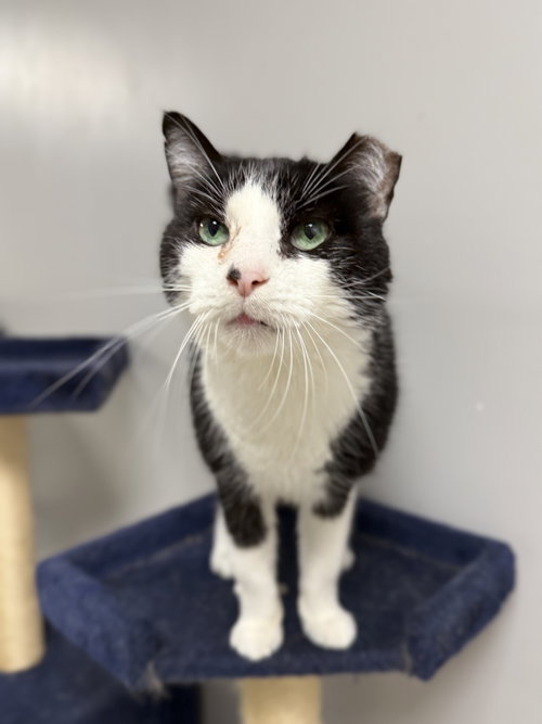 Topper Kow, an adoptable Domestic Short Hair in Melbourne, FL