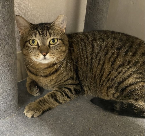 Sughra, an adoptable Domestic Short Hair in Melbourne, FL