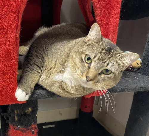 Sandcastle, Domestic Short Hair / Mixed, cat for adoption in St. Cloud, Florida