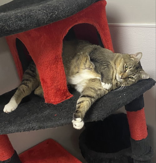 Sandcastle, an adoptable Domestic Short Hair in Melbourne, FL