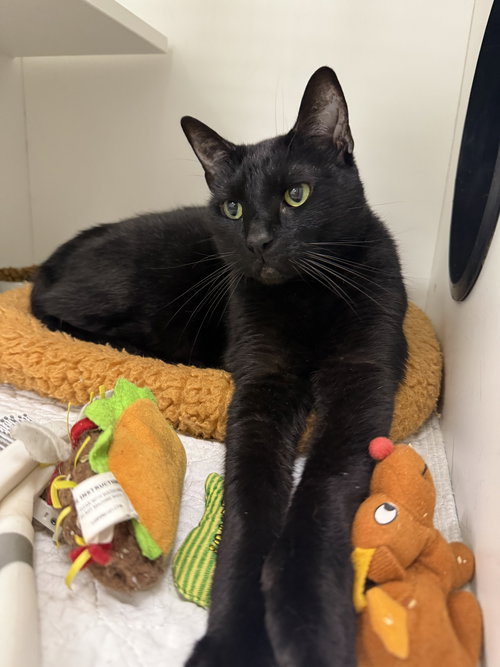 Hexagon, Domestic Short Hair / Mixed, cat for adoption in St. Cloud, Florida