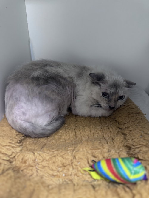 Ayla, an adoptable Domestic Short Hair in Melbourne, FL