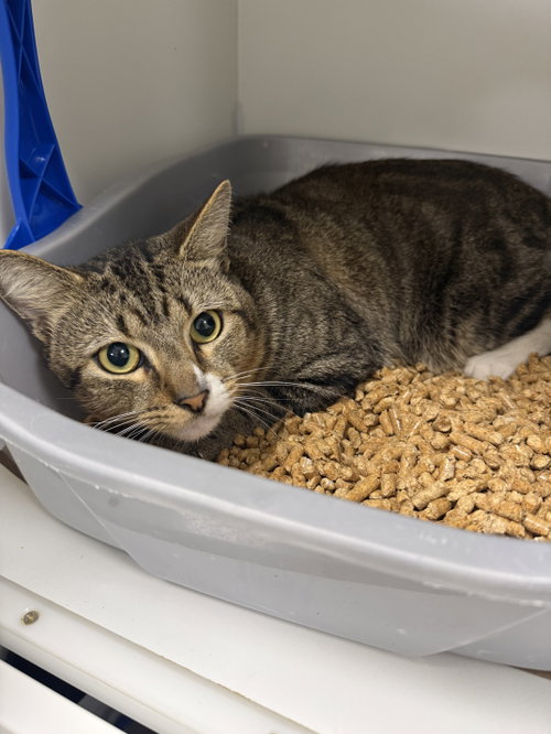 Critchen, an adoptable Domestic Short Hair in Melbourne, FL