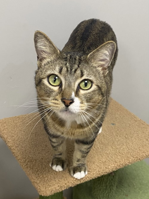 Critchen, Domestic Short Hair / Mixed, cat for adoption in Palm Bay, Florida