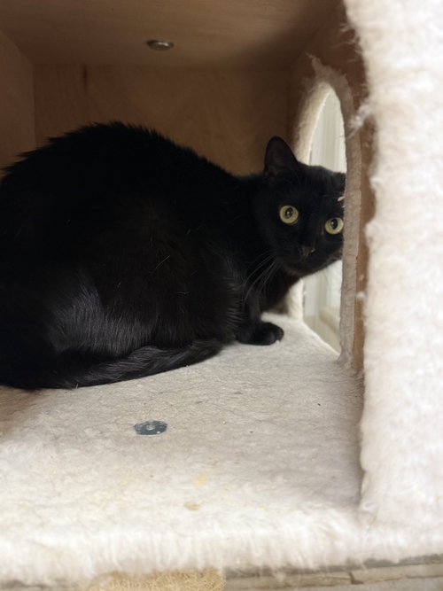 Tinka, an adoptable Domestic Short Hair in Melbourne, FL