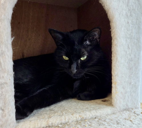 Tinka, Domestic Short Hair / Mixed, cat for adoption in Palm Bay, Florida