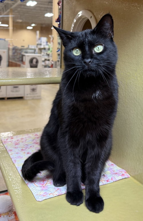 Tinka, Domestic Short Hair / Mixed, cat for adoption in Titusville, Florida