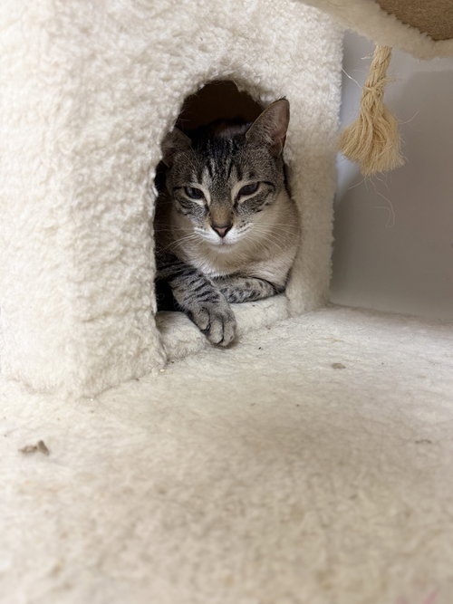 Sinatra, an adoptable Siamese in Melbourne, FL
