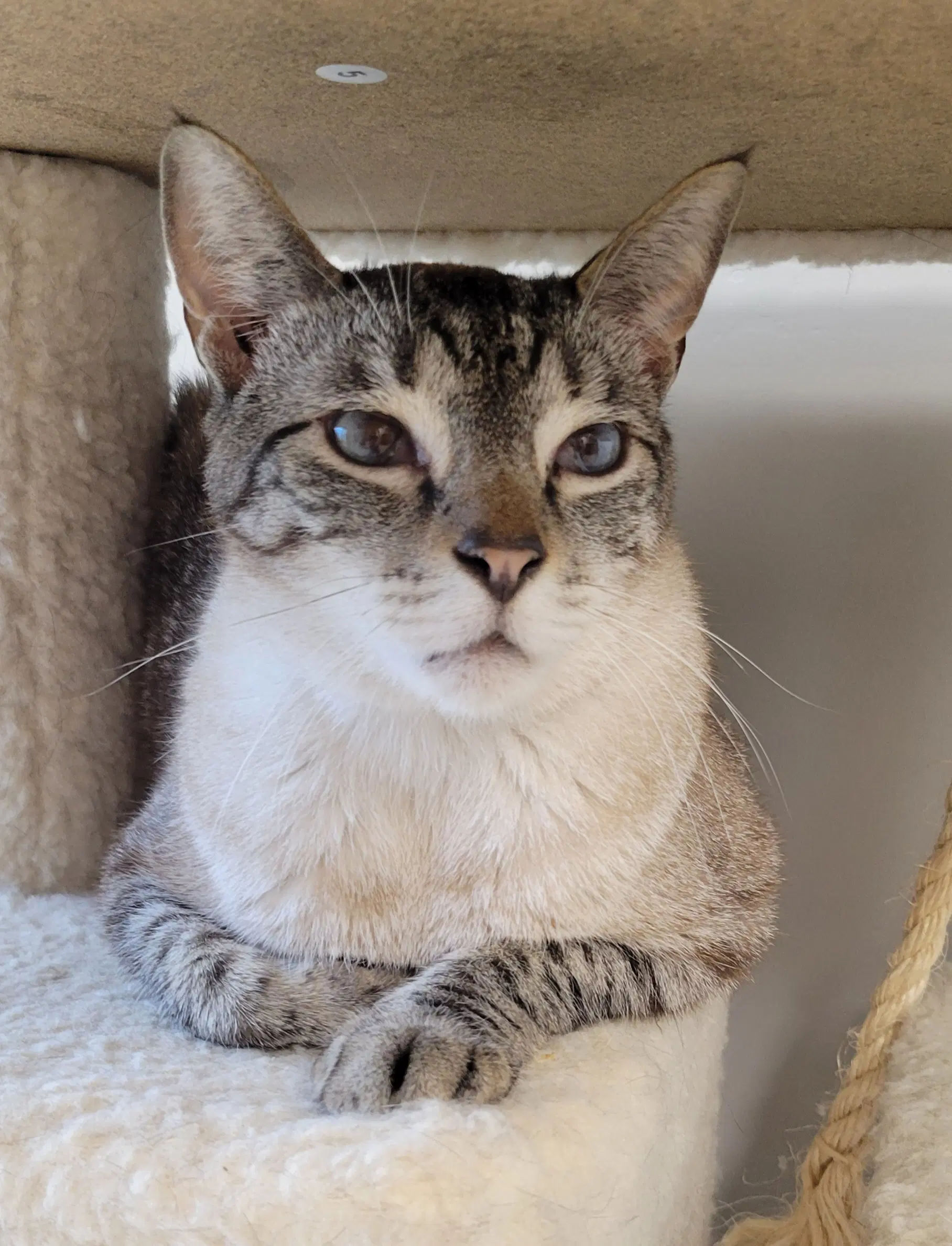 Sinatra - Siamese