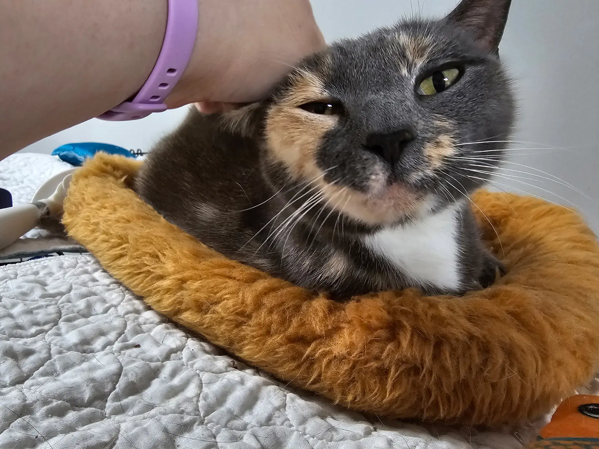 Labubu - Domestic Short Hair