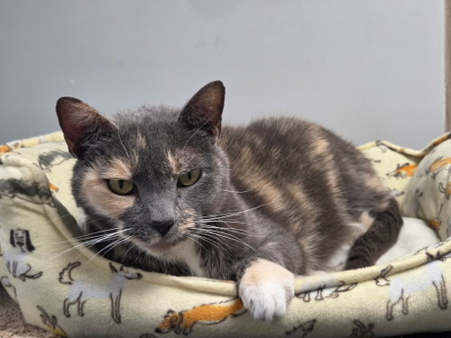 Labubu, Domestic Short Hair / Mixed, cat for adoption in Titusville, Florida