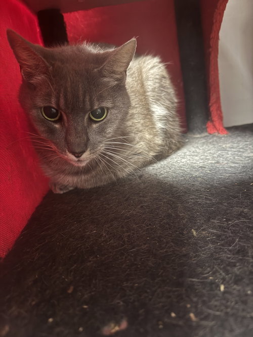 Welku, an adoptable Domestic Short Hair in Melbourne, FL