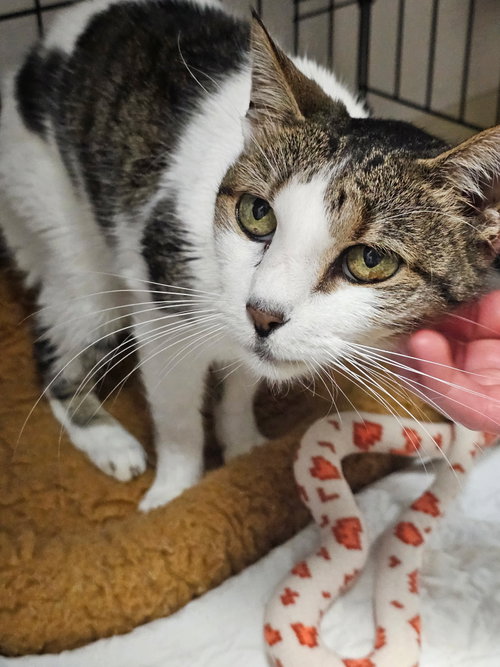 Roadhouse, an adoptable Domestic Short Hair in Melbourne, FL