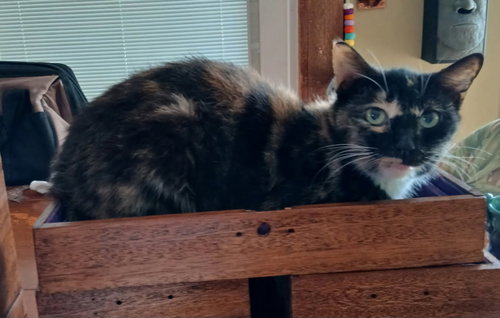 Josie Yo, an adoptable Domestic Short Hair in Melbourne, FL