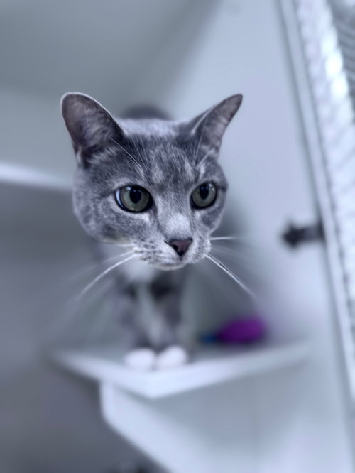 Ollo, an adoptable Domestic Short Hair in Melbourne, FL