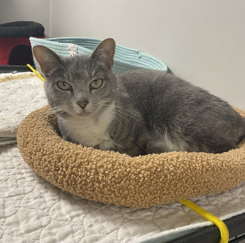 Ollo, Domestic Short Hair / Mixed, cat for adoption in Palm Bay, Florida