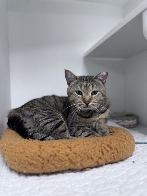 Heathcliff, an adoptable Domestic Short Hair in Melbourne, FL