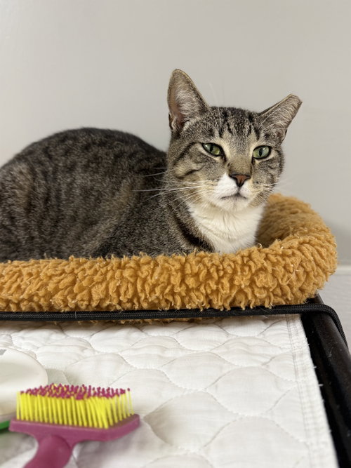 Bagley, an adoptable Domestic Short Hair in Melbourne, FL