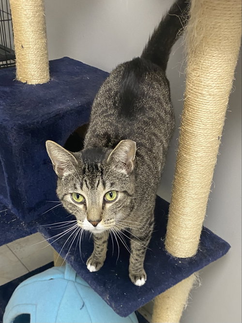 Bagley, Domestic Short Hair / Mixed, cat for adoption in Palm Bay, Florida