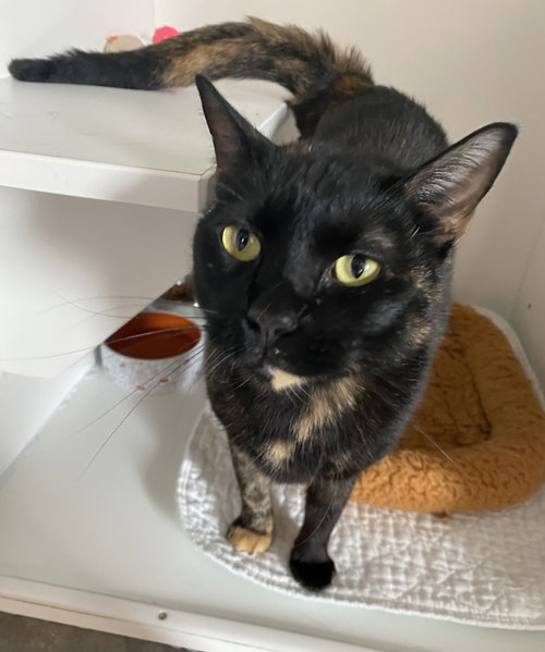 Nagrita, an adoptable Domestic Short Hair in Melbourne, FL