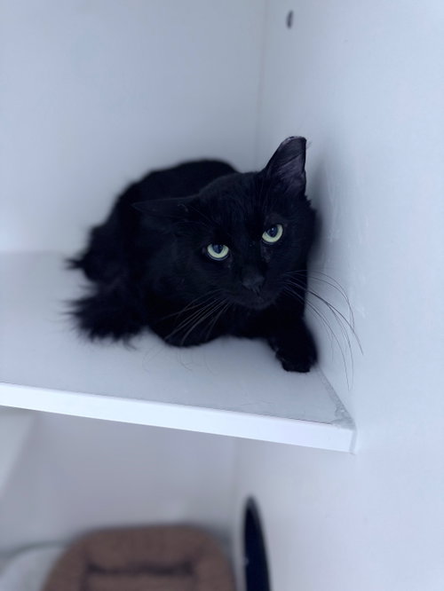 Flynn Rider, an adoptable Domestic Short Hair in Melbourne, FL