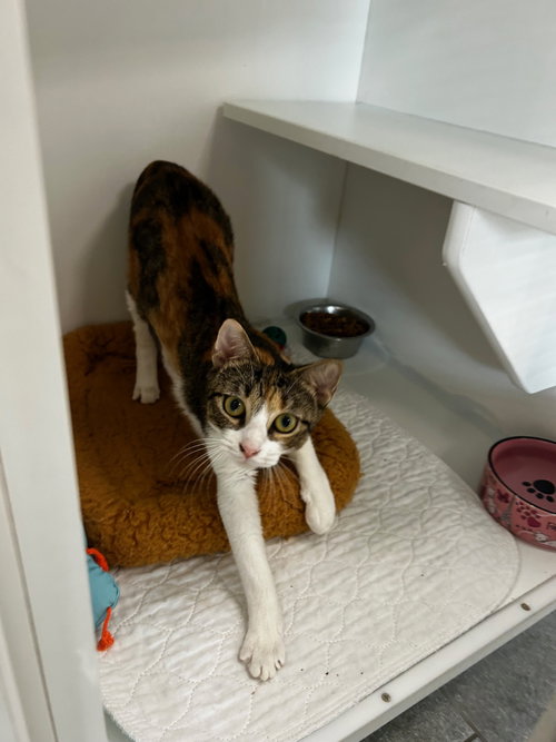 Pipette, an adoptable Domestic Short Hair in Melbourne, FL