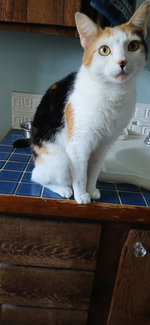 Moon Pi, an adoptable Domestic Short Hair in Melbourne, FL