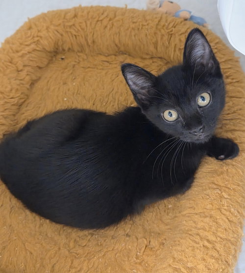 Sesame Street, Domestic Short Hair / Mixed, cat for adoption in St. Cloud, Florida