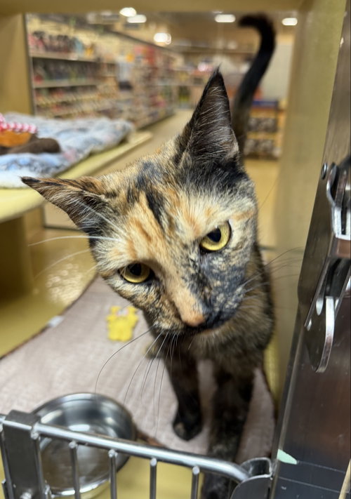 Tacarra, Adult Domestic Short Hair / Mixed (short coat), cat for adoption in Palm Bay, Florida