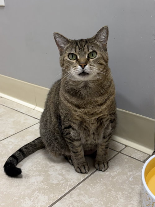 Goldberg, a cat for adoption from Helping Overpopulation of Pets End
