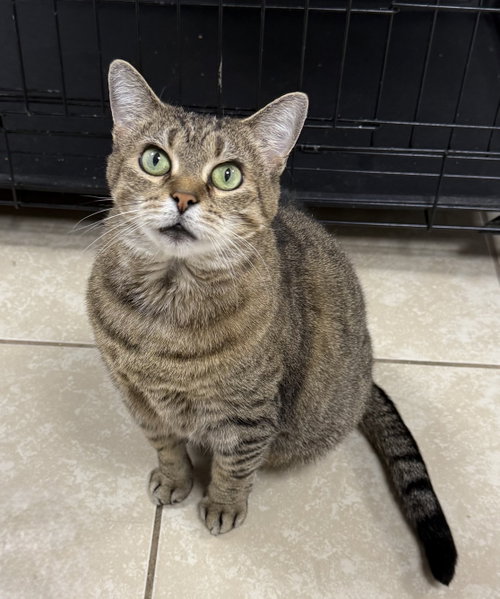 Goldberg, Domestic Short Hair / Mixed (short coat)