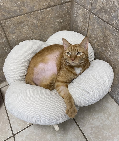 Raffle Ticket, Domestic Short Hair / Mixed, cat for adoption in Kissimmee, Florida