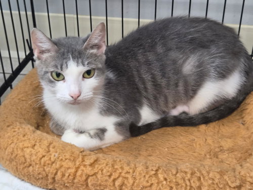 Galanga, Domestic Short Hair / Mixed, cat for adoption in Titusville, Florida