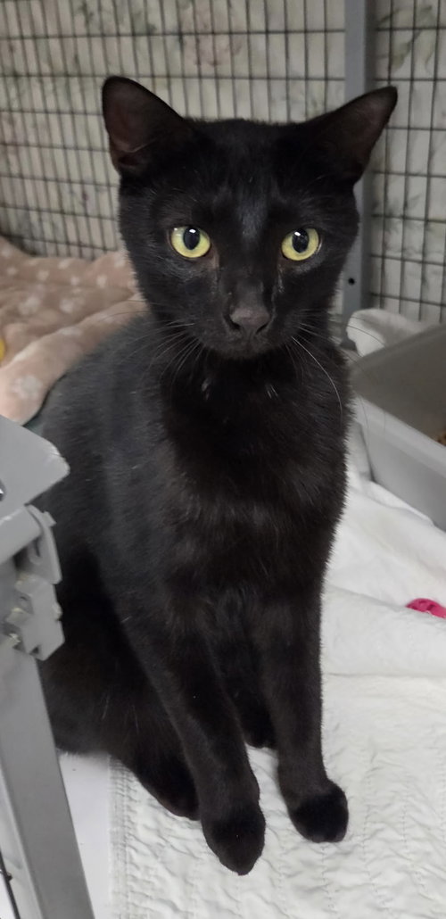 Limeade, Domestic Short Hair / Mixed, cat for adoption in St. Cloud, Florida