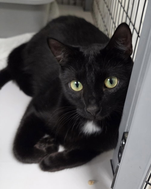 Lemoncello, Domestic Short Hair / Mixed, cat for adoption in St. Cloud, Florida