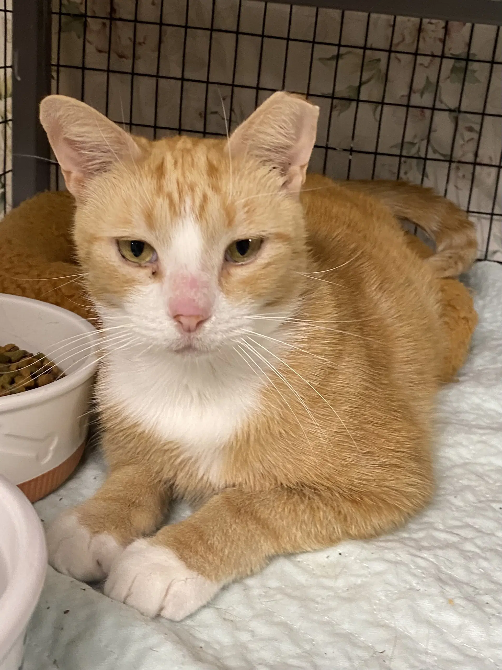 Piggly - Domestic Short Hair