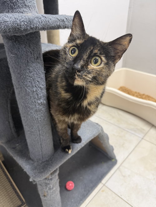 Cindy Clawford, Domestic Short Hair / Mixed, cat for adoption in St. Cloud, Florida