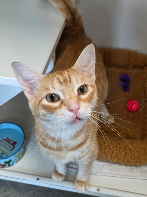Soy Sauce, Domestic Short Hair / Mixed, cat for adoption in St. Cloud, Florida
