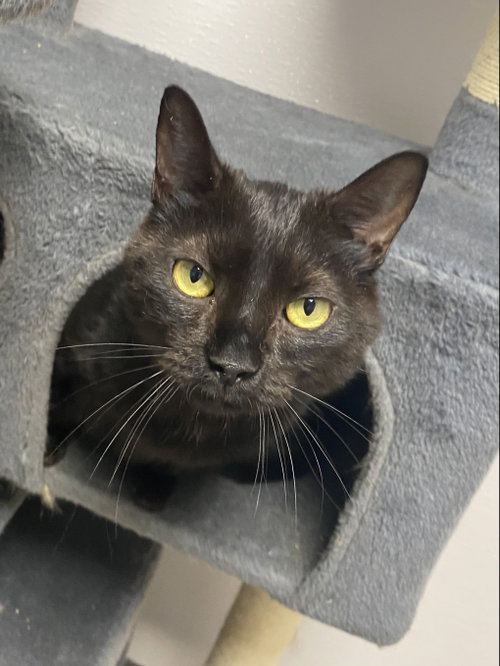 Stryder, an adoptable Domestic Short Hair in Melbourne, FL