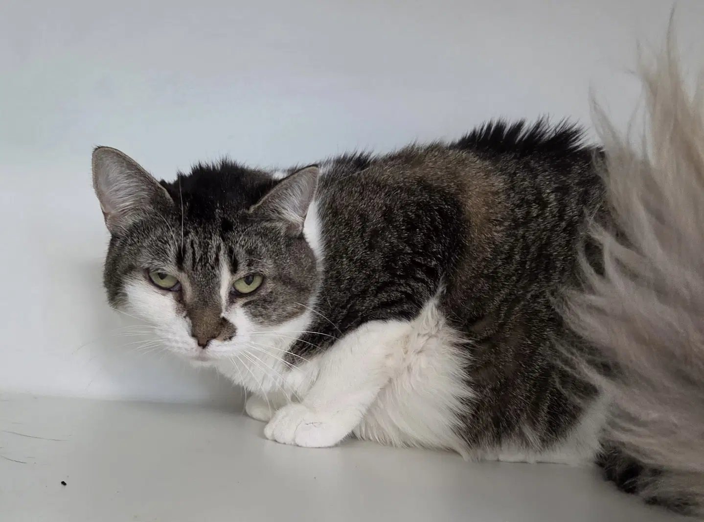 Honey Pot - Domestic Short Hair