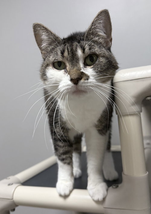 Honey Pot, a cat for adoption from Helping Overpopulation of Pets End